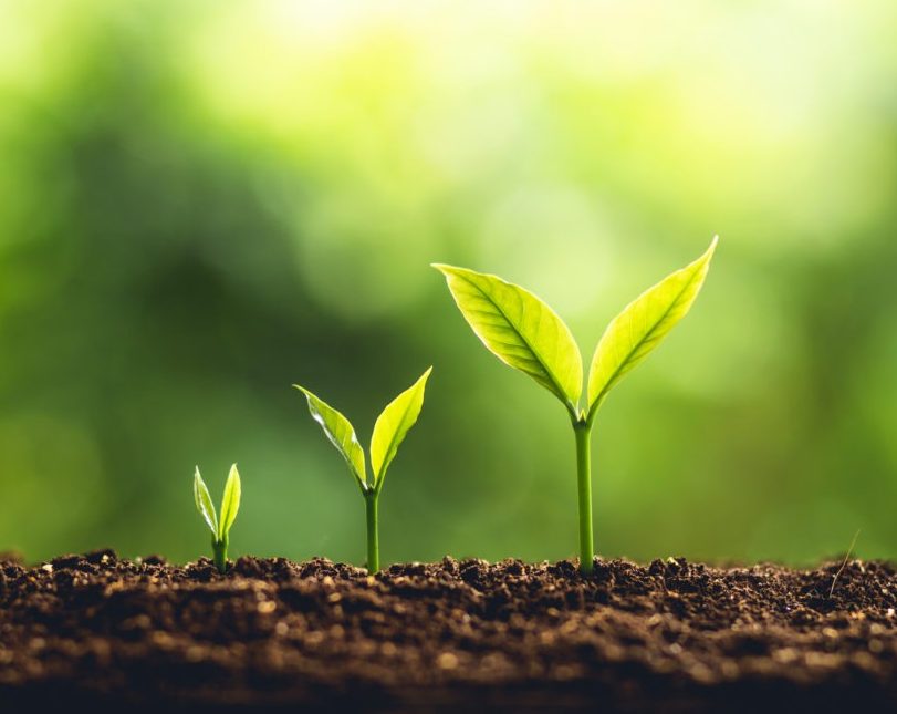 |Lead Nurturing|lead nurturing